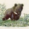 «Мишка-башка» сказка Виталия Бианки