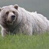 Отчего медведь бурый? -сказка Веры Ширяевой