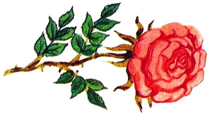 роза