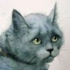 Сказка Натальи Абрамцевой «Серая кошка»